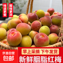 京喜加【诏安胭脂梅】胭脂红梅现摘泡酒精品胭脂梅酵素鲜梅子青梅 老树胭脂红梅【净重5斤大果】果径26-28mm