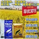 旺园兴杂交旱稻种子旱优3015比旱优73高产长粒香旱地稻谷籼水稻种子 旱优3015【原包装500克】