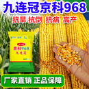 一斗田京科968高产玉米种子三国审耐密植产抗旱耐涝4000粒抗倒伏能力强 九连冠 正品京科968*1袋