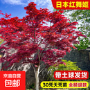 日本红枫树苗四季红舞姬庭院地栽大树耐寒室外绿化植物风景树盆景 日本红舞姬【粗9公分/高2.3米】 【养死包赔 包长红叶】