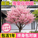 静黛轩【精选老桩】北美海棠树苗老桩（7公分粗/1.8米高）  源头直发