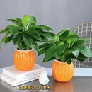 绿萝盆栽吸甲醛净化空气绿植物懒人花卉 畅销2盆绿萝+橙色南瓜盆自吸水 整体含盆高度20-25cm左右