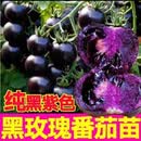 纯黑蓝莓番茄苗阳台庭院盆栽新手小白种植简单H1A 黑色5颗【赠5颗颜色随机】共10颗