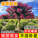 乐途红紫薇花树苗四季种植易活耐寒花卉 紫薇树【6公分粗】源头直发