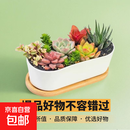 【组合多肉带盆】年宵花⭐植物组合绿植花卉肉肉植物套餐拼盘送礼 长陶瓷盆+托+10颗多肉+土