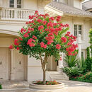 宝御安紫薇树苗红火箭花苗天鹅绒老桩美国耐寒红火球百日红大树绿化庭院 独杆10公分别墅拍下备注颜色 其他