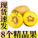 淳果一木 黄心猕猴桃 黄金奇异果金果猕猴桃奇异果 新鲜水果 生鲜 水果 8个精选果 单果70-110克