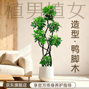 植男植女鸭脚木绿植客厅大型盆栽落地室内高级感真好养发财造型掌源头直发