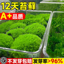 京厽苔藓孢子粉四季鲜活青苔绿植短绒吸水石种子微景观盆景造假山草籽 撒水就活短绒藓孢子粉100克