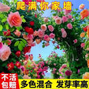 爬藤蔷薇花种子重瓣四季开花庭院阳台盆栽好养好活四季开花e 【屋前屋后】蔷薇种子500粒