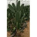 妙普乐墨西哥米邦塔仙人掌盆栽外敷种植做菜观赏仙人掌10年老片18斤装不 10年老片18斤装