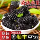 鲜级佳 新鲜桑葚鲜果现摘6斤【闪送-多地次日达】四川桑椹免洗水果泡酒 【蕞划算-超值装】净重3斤新鲜桑葚 精选装【80%客户选择-超划算】