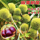 板栗树苗南方北方种植栗子盆栽户外地栽嫁接苗当年结果树苗H1A 【精选好苗】拍一发三（共3棵）