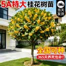 静黛轩桂花树苗盆栽特大号 【粗8公分】精品金桂150-180cm 源头直发