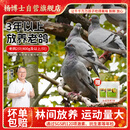 杨博士皖南散养3年以上老鸽2只 净重1.6斤及以上 林鸽土鸽子肉源头直发
