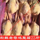 农家冷冻正宗东北老母鸡一箱22斤7-8只新鲜老母鸡红毛鸡老鸡 老母鸡7只装 山东江西湖南河北河南湖北广东福建天津