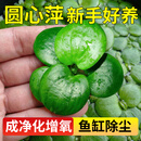 解八亩鱼缸造景懒人生态养鱼水草圆心浮萍净化水质专用迷你增氧水培摆件 圆心萍 · 初阶体验装｜精选3株