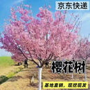 沁茗毓樱花树苗别墅庭院盆栽地栽耐寒大型绿化风景树嫁接日本晚樱花 粗10公分 带原土球发货