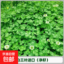 三叶草种子绿肥白三叶红三叶草籽幸运草四季常青护坡绿化草坪种籽 白三叶特级净籽【100斤装】