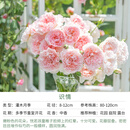 天狼月季花卉花苗特惠庭院花园阳台盆栽玫瑰观赏性四季耐寒新手推荐 识情 1.2升