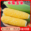 正宗金银水果玉米整箱蔬菜甜糯苞谷5批发糯玉米香甜 5斤
