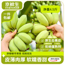 京鲜生广东苹果蕉香蕉净重4.5斤装  生鲜水果小米蕉 源头直发