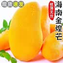 皇鲜元 源头直采 海南金煌芒果 新鲜水果整箱孕妇生鲜 大青皮芒 5斤装（净果4.5斤）单果300g-500g+