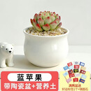 灿阳多肉植物盆栽摆件大颗好养栽好发货办公玉露桃蛋花盆仙人球 蓝苹果+小米缸 含盆