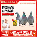 杨博士皖南鸽子肉 单只净重350g及以上*3只装 林鸽土鸽生鲜源头直发