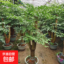 幸福树幌伞枫室内室外大型高端绿植客厅卧室书房办公室美观 高1.7-1.9米 老桩   三叉13年树 原盆原 含盆