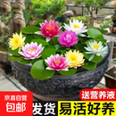 睡莲根块水培花卉植物多季开花池塘荷花藕种盆栽水养水莲花根块种 睡莲【混色】100颗+备注送营养液