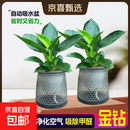 特价大叶金钻绿公主盆栽植物除甲醛绿植办公室四季常青室内摆放2 【拍一发二】金钻+灰繁星吸水盆 含盆高度15-20厘米