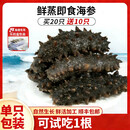 参村长大连鲜海参/到手30根/鲜蒸海参/免泡发不挂冰/礼盒装/顺丰冷链 买20根送10根 到手30根