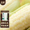 北蔬 白甜糯玉米种子苗早熟超甜大棒型 白玉糯909玉米种子200g约700粒