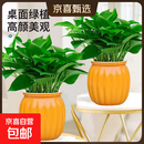 【绿萝盆栽】吸甲醛净化空气水培绿植物懒人花卉好养搬家礼物全 【畅销2盆】绿萝+橙色南瓜盆自吸水 整体含盆高度20-25cm