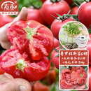 寿禾种子番茄苗组合大果西红柿普罗旺斯沙瓤菜苗鸡毛菜籽源头直发包邮