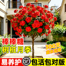 静黛轩棒棒糖树桩月季花苗老桩特大花树状嫁接四季开花玫瑰庭院阳台花卉 红色-树桩月季（3公分粗/1.2-1.8米）