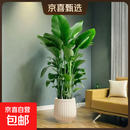 北欧风天堂鸟聚宝盆绿植大型植物办公室客厅摆放净化甲醛四季 天堂鸟+北欧风聚宝盆（加厚树脂）+肥料 1-1.3m冠幅30cm