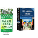 【系解版】奈特人体解剖学彩色图谱：系统解剖学（第8版）全新版本 英汉双语 人民卫生出版社