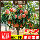 早熟水蜜桃树苗嫁接黄桃树苖树当年结果南方北方种植树苗桃树果苗 水蜜桃6年 当年结果 81cm(含)-110cm(含)