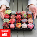 【渠道专享1】多肉植物盆栽新手套餐迷你绿植 2颗不同品种多肉