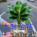 大叶金钻盆栽室内花卉绿植大叶金钻特大号水培公主去甲醛-DYX 大叶金钻【1棵】