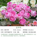 天狼月季自育1.2升合集 幻紫空蒙涵仙粉黛家书胭脂扣花卉花园盆栽植物 玉环鸣