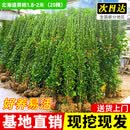 花翁冬青树苗大叶黄杨苗北海道常青绿化庭院绿篱植物围墙篱笆源头直发