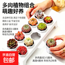 【10颗多肉+10花盆+托架+营养土】多肉植物组合盆栽套餐室内花卉 多肉植物套餐10颗+盆+土+托架