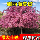翩然绚丽海棠花树苗庭院地栽特大树高杆西府海棠果四季开花卉北方种植 【绚丽海棠】精品海棠花苗14公分粗【土球发货】