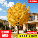 特大白果银杏树苗黄金叶早金绿叶庭院别墅绿化苗木行道树四季好养 【精品老桩】【粗12公分】精品早金银杏1.8-2米