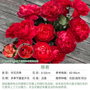 天狼月季【18周年庆】花卉花苗特惠庭院阳台盆栽玫瑰观赏性四季耐寒 【周年庆限时】熔岩 1.2升