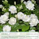 天狼虎头茉莉花室内四季常青浓香净化空气观赏性植物花卉盆栽苗客厅 宝珠茉莉 1.2升盆