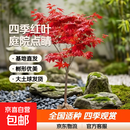 四季红红枫树日本红枫树苗造型别墅庭院园林绿化苗盆栽红枫树苗 包品种 中国红【三季红】 1.5厘米左右粗